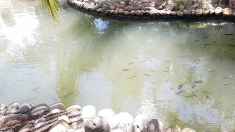 The fish float in a stoned pond. Stock Footage 128788434
