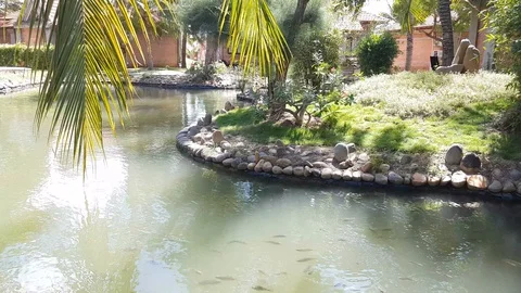 The fish float in a stoned pond. The wind is growing the foliage of trees and Stock Footage 129361902
