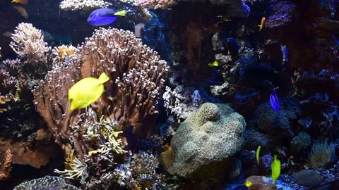 Fish floating in aquarium Stock Footage 84221727