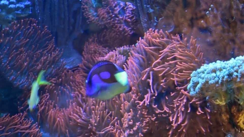 Fish floating in aquarium Stock Footage 84222276