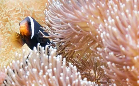Fish floating in the aquarium Stock Photos