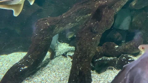 Fish floating aquarium sturgeons underwater close up Stock Footage 155024775