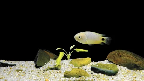 Fish floating at sandy bottom of freshwater pond. Mysterious underwater dwellers Stock Footage 98606239