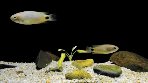 Fish floating at sandy bottom of freshwater pond. Mysterious underwater dwellers Stock Footage 98754536