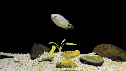 Fish floating at sandy bottom of freshwater pond. Mysterious underwater dwellers Stock Footage 98757210