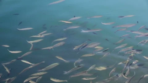 Fish Floating on the Sea Surface Stock Footage 94900044