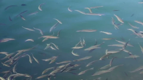 Fish Floating on the Sea Surface Stock Footage 94900102