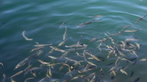 Fish Floating on the Sea Surface Stock Footage 94900139