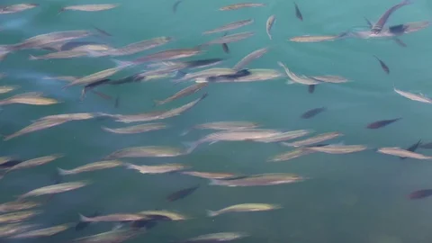 Fish Floating on the Sea Surface Stock Footage 94900197