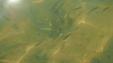 Fish floating in shallow water on a sunny summer day,gray mullet Stock Footage 87102224