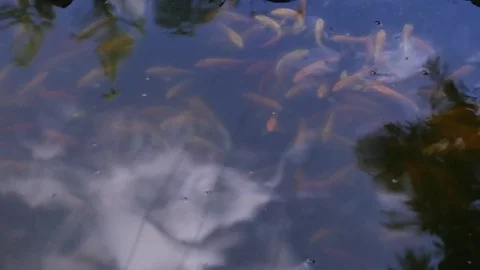 Fish floating on the surface of the water in the lake and jumping out of the wat Stock Footage