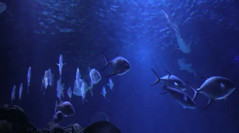 Fish floating by underwater rocks in the Aquarium Video stock 37030196