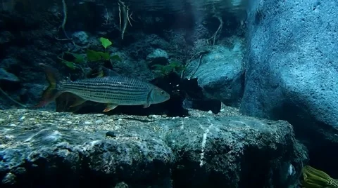 Fish floating in the water Video stock 49799392