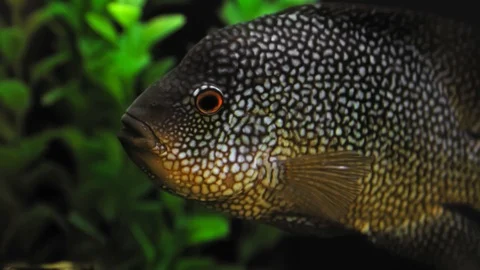 Fish floats calmly Video stock 90909010