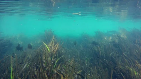 Fish In A Florida Spring Stock Footage 89355285