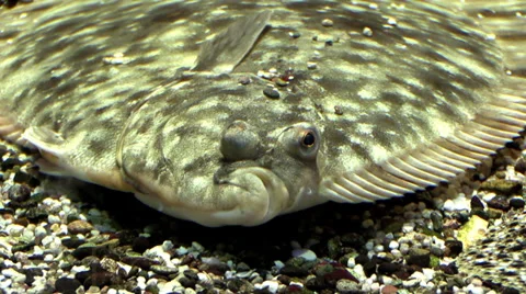 Fish flounder on stone bottom Stock Footage 36727527