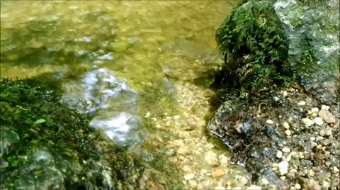 Fish in a flowing water.mp4 Stock Footage 64969278