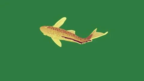 A fish flying through and the air on goldfish swimming gold in water is Stock Footage 336890126