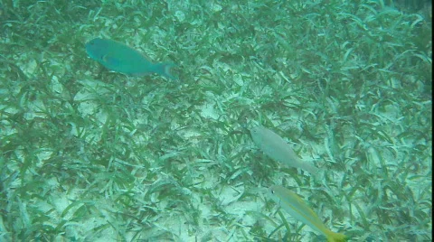 Fish Follow Stock Footage 785283