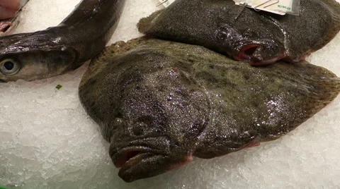 Fish - food - ice Видео 51397137