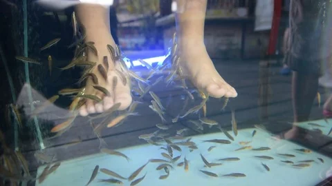 Fish foot spa Stock Footage 73374254