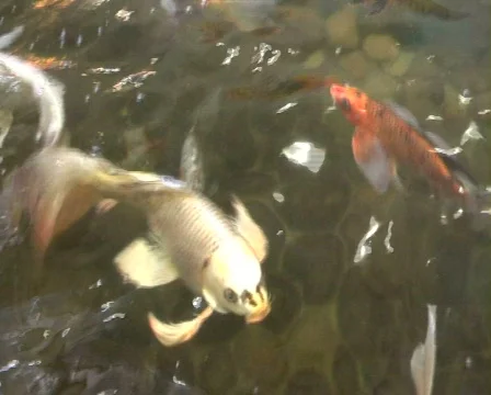 Fish Stock Footage 304647