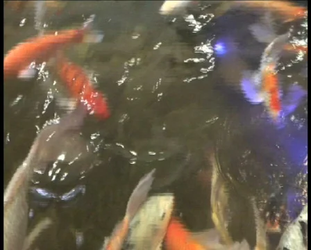 Fish Stock Footage 305094