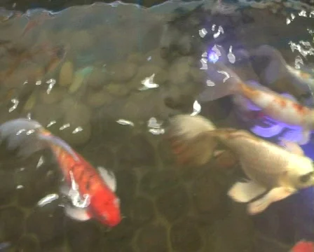 Fish Stock Footage 305099