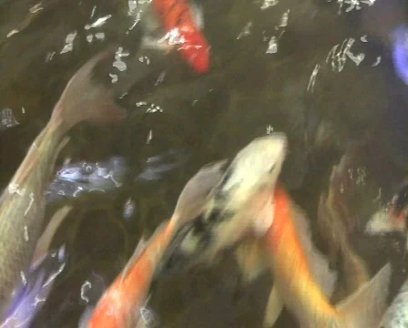 Fish Stock Footage 305105