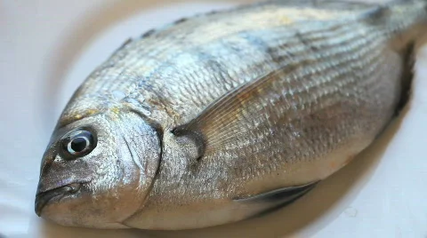 Fish Stock Footage 401459