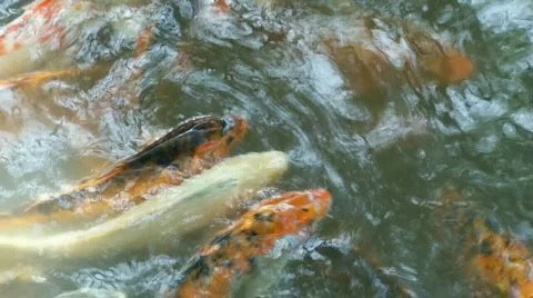 Fish Stock Footage 444485