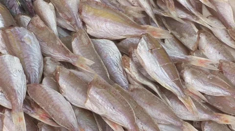 Fish Stock Footage 477231