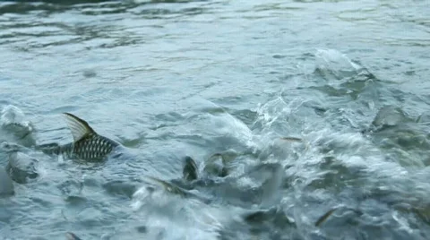 Fish Stock Footage 657117