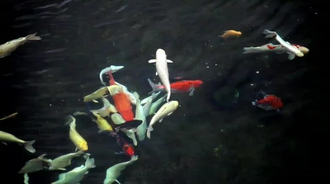 FISH 스톡 동영상 825702