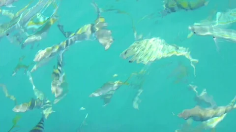 Fish 库存影片 838497