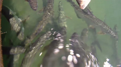 Fish Stock Footage 882746