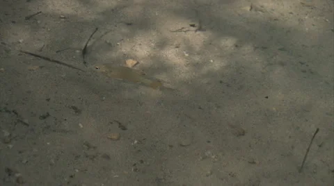 Fish Stock Footage 976388