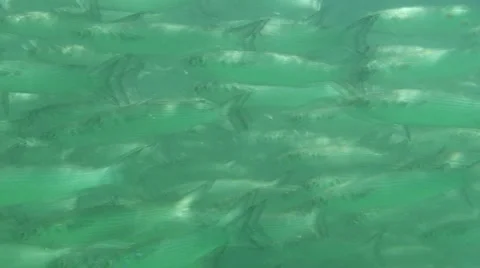 Fish  Stock Footage 1056847