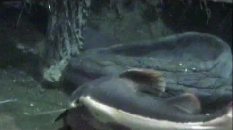 Fish Stock Footage 1759919