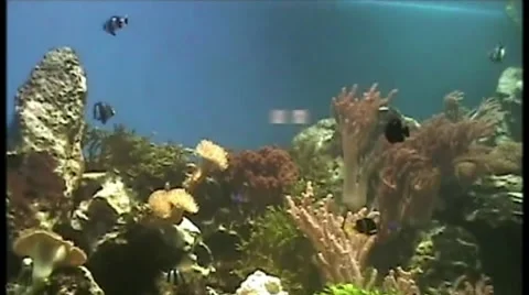 Fish Video stock 1791884