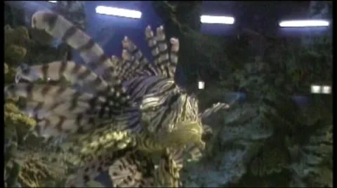 Fish Stock Footage 1792093