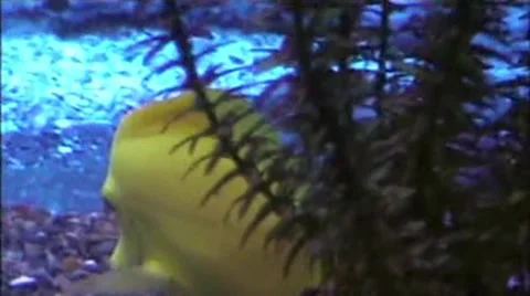 Fish Video stock 1913141