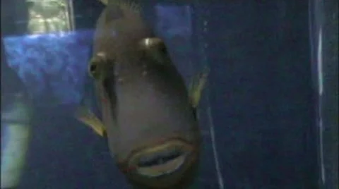 Fish Stock Footage 1913273