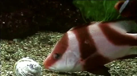 Fish Stock Footage 1913306