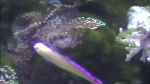 Fish Stock Footage 1913442