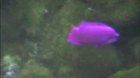 Fish Video stock 1913604