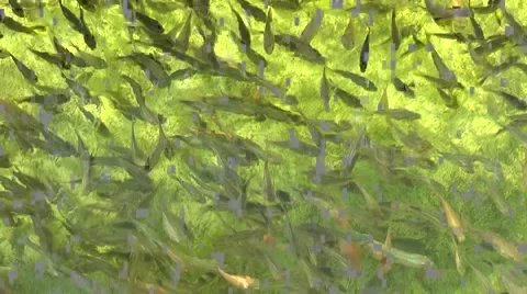 Fish Stock-Footage 2409827