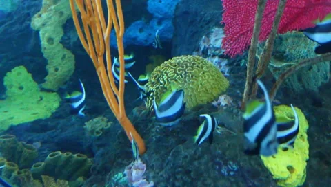 Fish Stock Footage 5276075