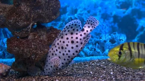 Fish Stock Footage 8601056