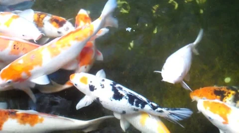 Fish Stock Footage 8680197